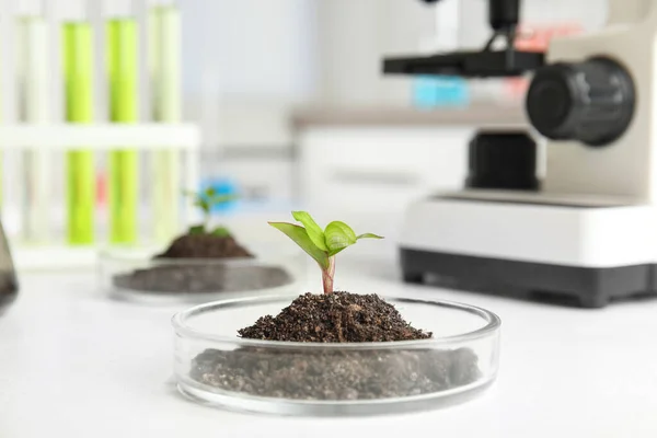 Płytka Petriego z glebą i kiełkującymi roślinami na białym stole. Chemia biologiczna — Zdjęcie stockowe