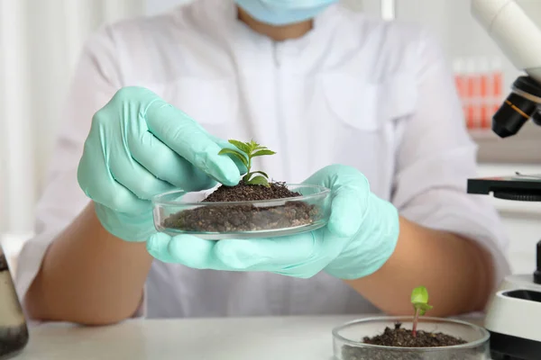 Wetenschapper met petrischaal met grond en gekiemde plant over witte tafel, close-up. Biologische chemie — Stockfoto