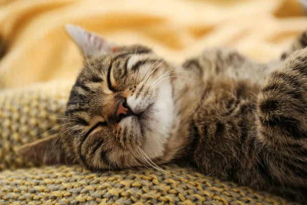 Roztomilá kočka ležící na pleteném přikrývce, detailní záběr. Krásný mazlíček — Stock fotografie