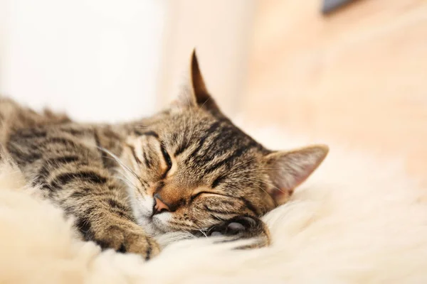 Gato bonito tabby deitado em peles falsas, close-up. Bonito animal de estimação — Fotografia de Stock