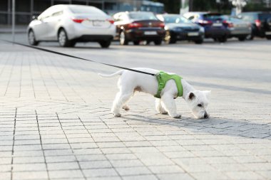 Sevimli West Highland Beyaz Teriyer köpeği kaldırımda