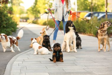 Genç kadın parkta sevimli köpekler yürüyüş