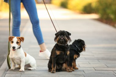 Parkta Jack Russell Terrier ve Brüksel Griffon köpekleri yürüyüş Kadın