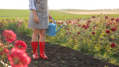 Açık havada gül çalılarının yanında elinde su bidonu olan bir kadın var. Bahçe aleti