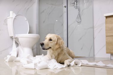 Sevimli Golden Labrador Retriever banyoda tuvalet kağıdı ile oynuyor