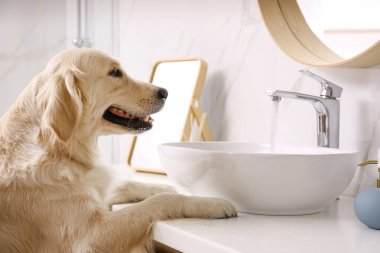 Banyoda lavabo yakınında Sevimli Golden Labrador Retriever