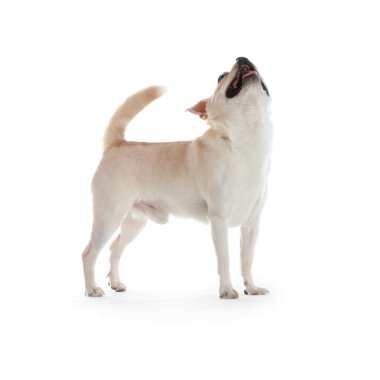 Beyaz arka planda sevimli oyuncak teriyeri. Evcil köpek.