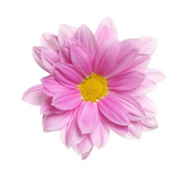 Beautiful pink chamomile flower on white background