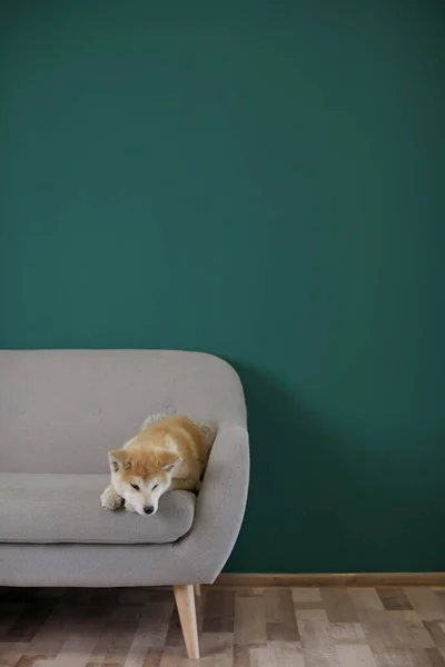 Leuke Akita Inu hond liggend op de bank in de buurt van kleur muur. Ruimte voor tekst — Stockfoto