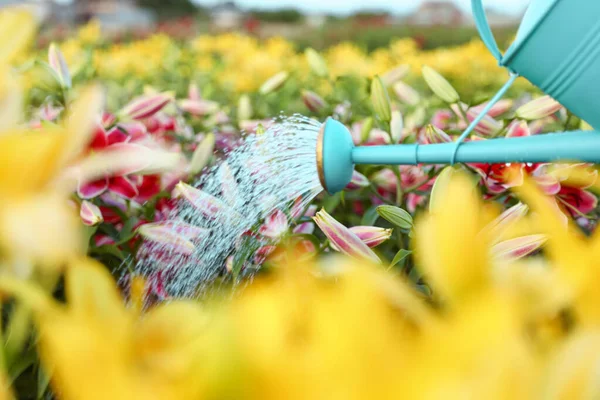 Menyirami bunga lili yang indah dengan kaleng di lapangan, menutup diri. Berkebun bunga. — Stok Foto