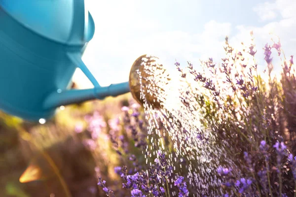 Mengairi bunga lavender yang mekar di lapangan. Alat berkebun — Stok Foto