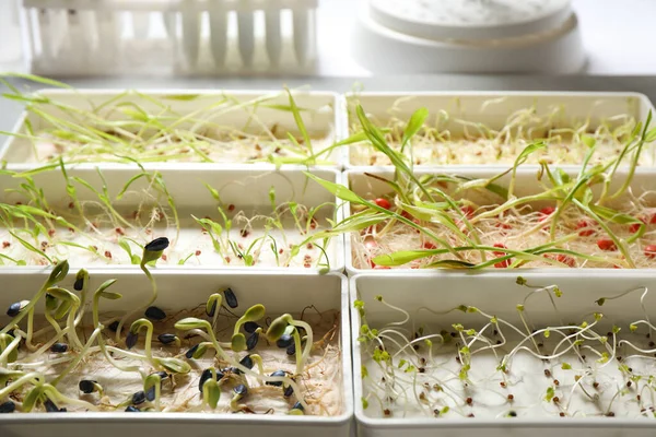 Containers with sprouted seeds on table in laboratory. Disease analysis — Stockfoto
