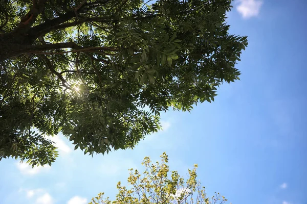 Alberi verdi nella giornata di sole, vista dal basso — Foto Stock