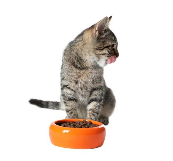 Gatto grigio tabby con ciotola di alimentazione su sfondo bianco. adorabile animale domestico — Foto Stock