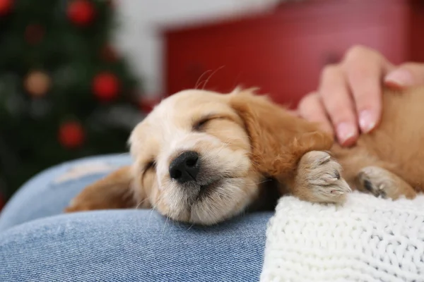 Owner with cute English Cocker Spaniel puppy indoors, closeup — Stock Photo, Image