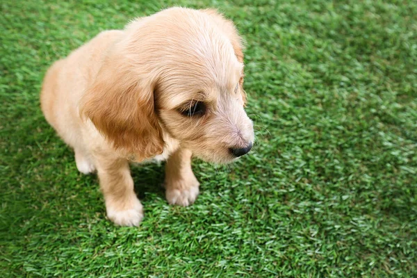 Bonito cachorrinho Cocker Spaniel Inglês na grama verde. Espaço para texto — Fotografia de Stock