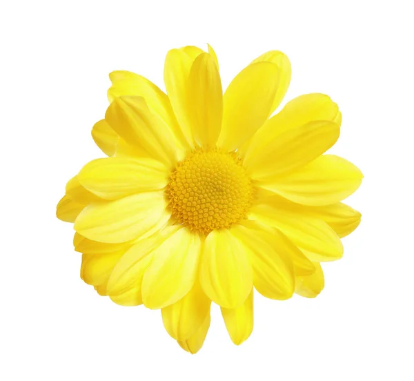 Красива жовта квітка ромашки на білому тлі — стокове фото