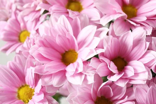 Hermosas flores de manzanilla rosa como fondo, primer plano — Foto de Stock