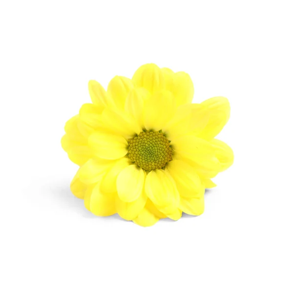 Beautiful yellow chamomile flower on white background — ストック写真