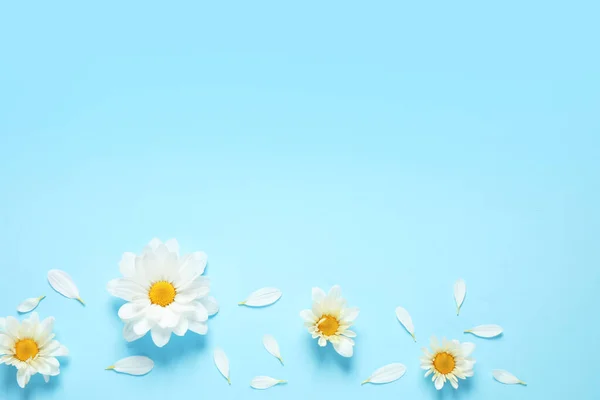 Flat lay composition with beautiful chamomile flowers on blue background. Space for text — Stock Photo, Image