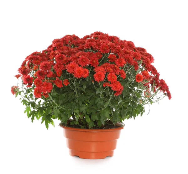 Beautiful red chrysanthemum flowers on white background — Zdjęcie stockowe