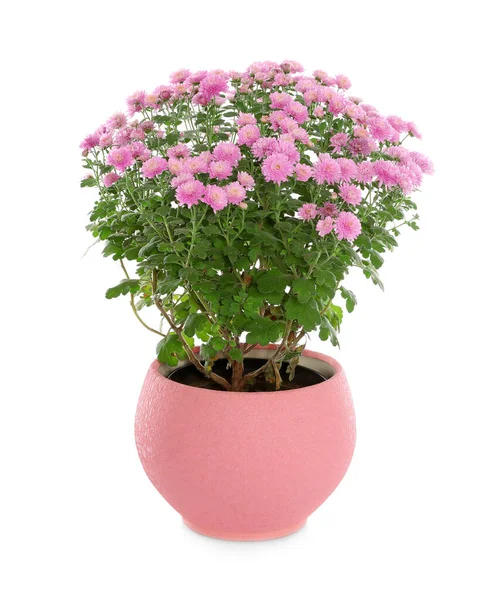 Schöne rosa Chrysanthemenblüten auf weißem Hintergrund — Stockfoto