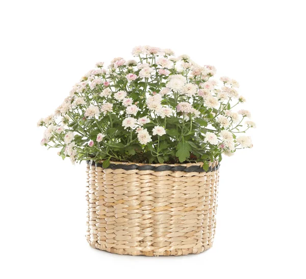 Belles fleurs de chrysanthème en fleurs en pot d'osier sur fond blanc — Photo