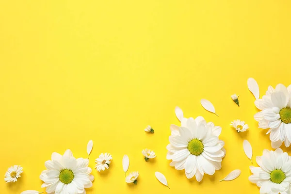 Hermosas flores de manzanilla blanca sobre fondo amarillo, disposición plana. Espacio para texto — Foto de Stock