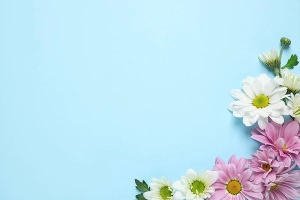 Beautiful chamomile flowers on light blue background, flat lay. Space for text — Stok fotoğraf