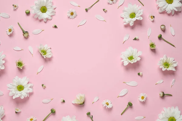 Flache Komposition mit schönen weißen Kamillenblüten auf rosa Hintergrund. Raum für Text — Stockfoto