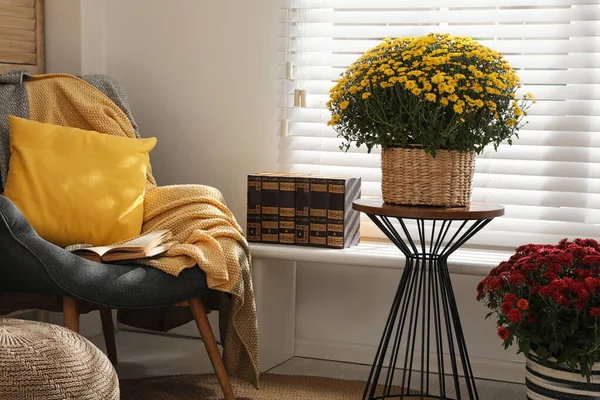 Stijlvol interieur met mooie frisse chrysanten bloemen — Stockfoto