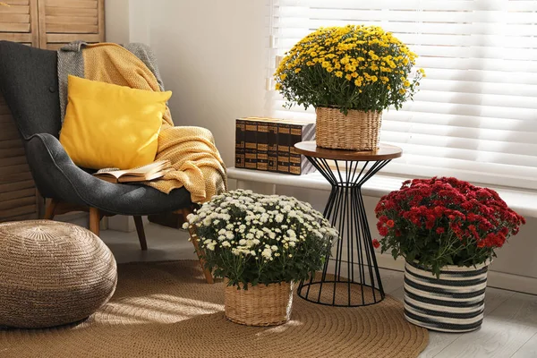 Красиві свіжі квіти хризантеми біля вікна в стильному інтер'єрі кімнати — стокове фото