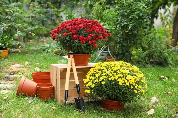 Hermosas flores de crisantemo fresco y herramientas de jardinería en el jardín —  Fotos de Stock