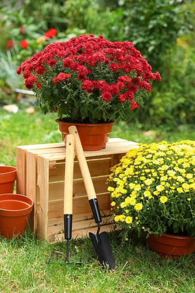 Vackra färska krysantemum blommor och trädgårdsredskap i trädgården — Stockfoto