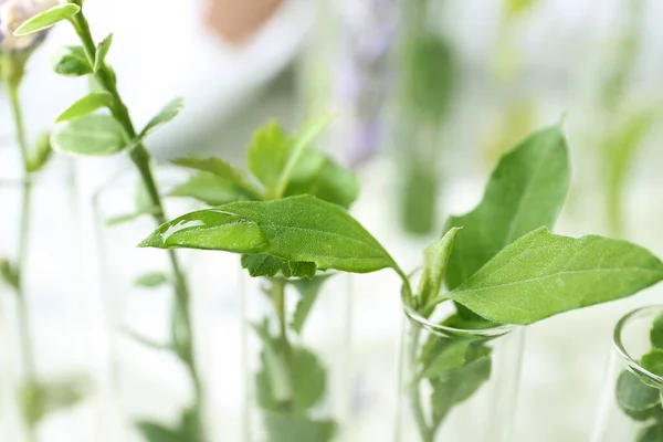 Provrör med olika anläggningar i laboratorium, närbild — Stockfoto