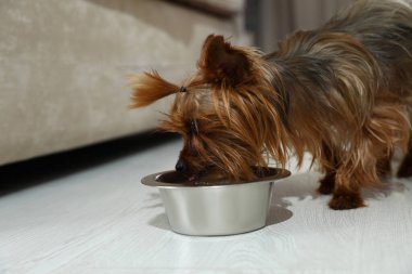 Sevimli Yorkshire Teriyeri içeride yemek kasesinden yiyor. Mutlu köpek.