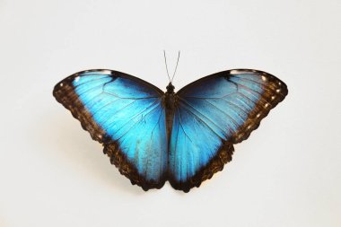 Beyaz arka planda güzel Mavi Morpho kelebeği