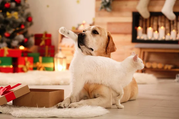 Schattige hond en kat samen op kamer ingericht voor Kerstmis. Leuke huisdieren — Stockfoto