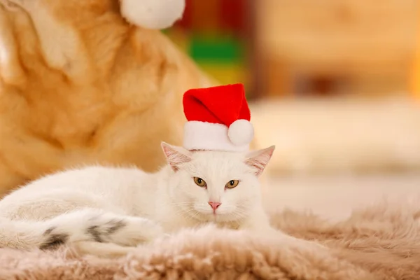 Schattige hond en kat dragen kerstmutsen samen op kamer versierd voor Kerstmis. Leuke huisdieren — Stockfoto