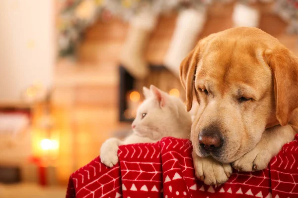 사랑 스러운 개와 고양이가 크리스마스 선물로 장식된 방에서 함께 했습니다. 귀여운 애완 동물 — 스톡 사진