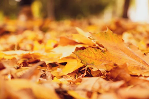 Stos pięknych jesiennych liści na ziemi — Zdjęcie stockowe