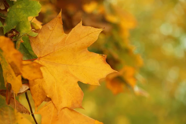 Árbol con hojas brillantes al aire libre en el día de otoño — Foto de Stock