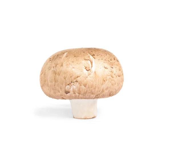 Свіжий дикий гриб на білому тлі. Їстівні гриби — стокове фото