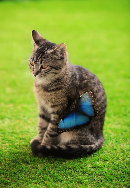 푸른 풀 위에 아름다운 파란색 모 르포 나비와 함께 있는 귀여운 타비 고양이 — 스톡 사진