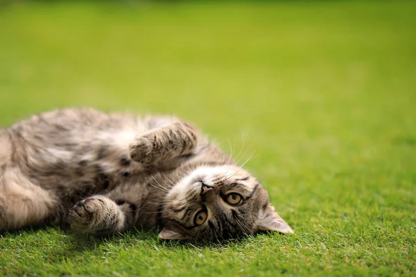 Милий таббі кіт лежить на зеленій траві на відкритому повітрі — стокове фото