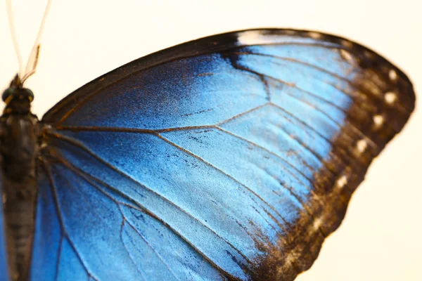 Closeup άποψη της όμορφης πεταλούδας Blue Morpho — Φωτογραφία Αρχείου