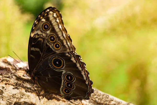 Όμορφη μπλε πεταλούδα Morpho σε ξύλινο κούτσουρο σε εξωτερικούς χώρους — Φωτογραφία Αρχείου