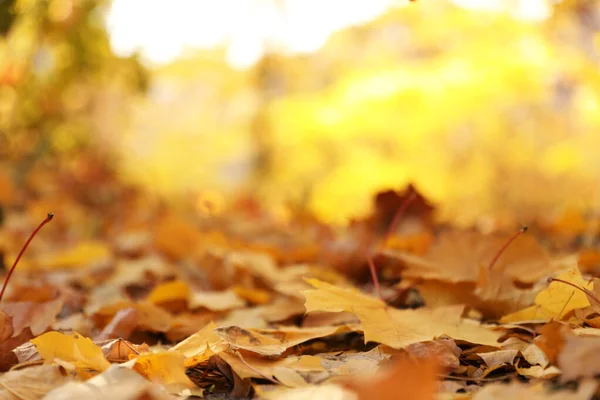 Złote liście na ziemi w parku, zbliżenie. Jesienny sezon — Zdjęcie stockowe