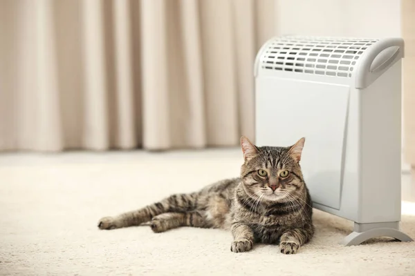 Gato bonito tabby perto do aquecedor elétrico em casa. Espaço para texto — Fotografia de Stock