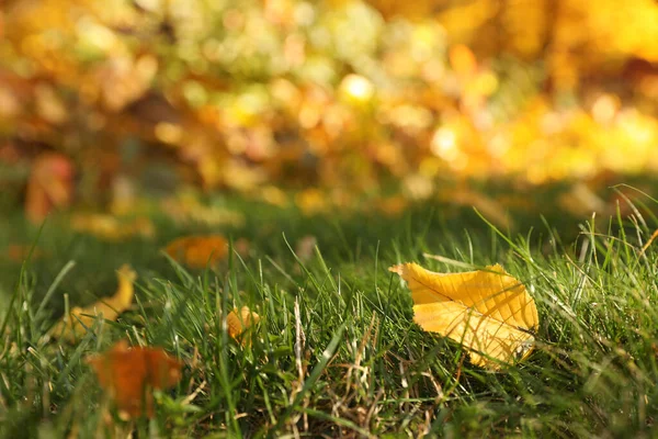 Gul höst löv på grön gräsmatta utomhus, närbild — Stockfoto